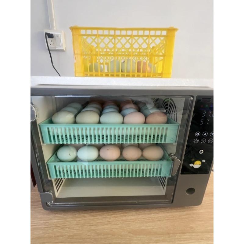 Factory Direct 2026 Fully Auto - Poultry Incubator review and price