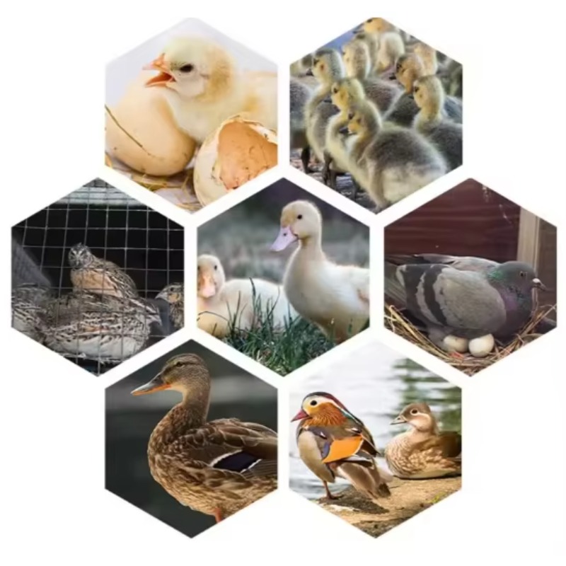 Poultry Egg Incubator Machine  - Poultry Incubator review and price